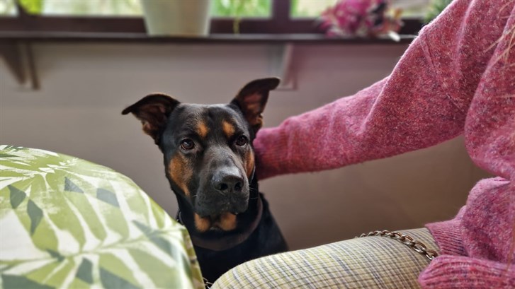 Corris Cafe in Snowdonia is dog friendly